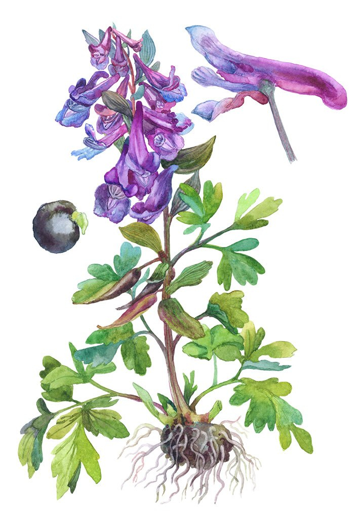 corydalis_cava